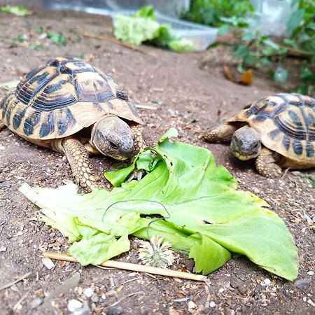 Pensjonat La Stanza Del Sole Matraia Zewnętrze zdjęcie